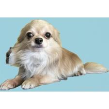 ♀︎チワワ(ロングコート)