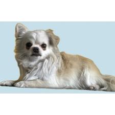 ♀︎チワワ(ロングコート)