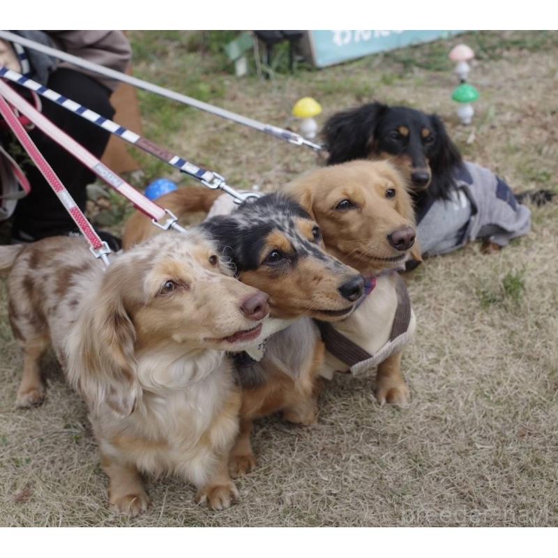 植田彪雅ブリーダーの詳細の1枚目