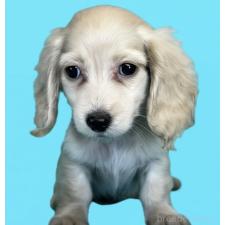 ♀︎カニンヘンダックスフンド(ロングヘアード)