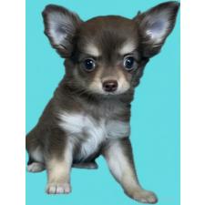 ♀︎チワワ(ロングコート)