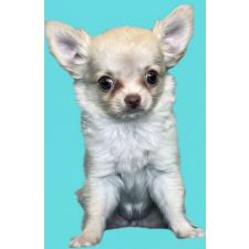 ♀︎チワワ(ロングコート)