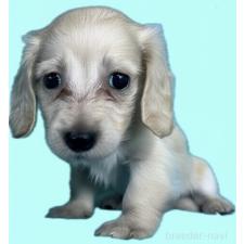 ♀︎カニンヘンダックスフンド(ロングヘアード)