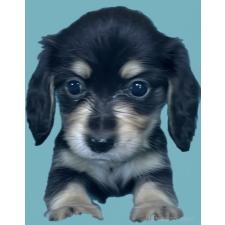 ♀︎カニンヘンダックスフンド(ロングヘアード)