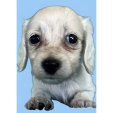 ♀︎カニンヘンダックスフンド(ロングヘアード)