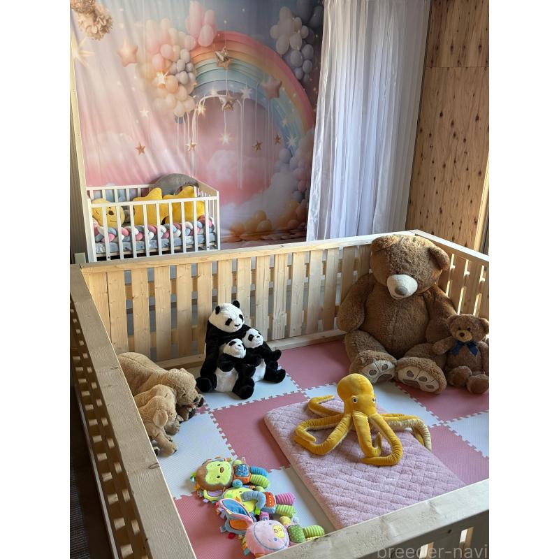 宮沢エミリーブリーダーの詳細