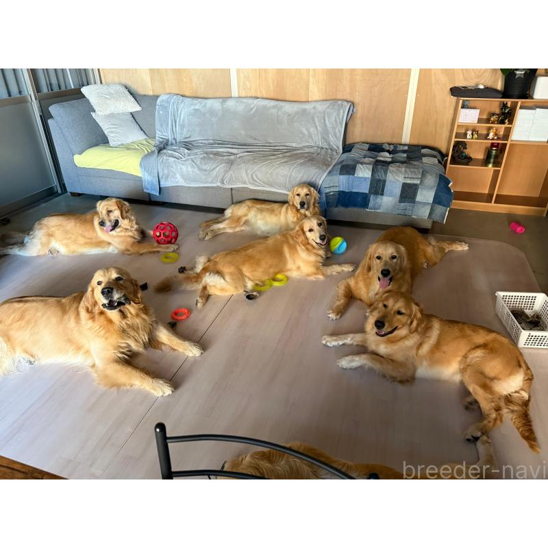 宮沢エミリーブリーダーの詳細