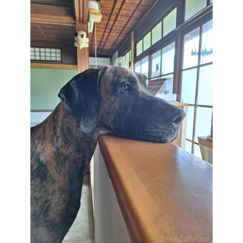 牧田めぐみブリーダーの詳細の1枚目