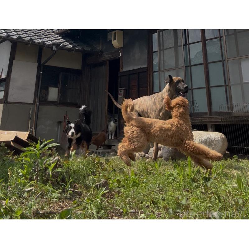 牧田めぐみブリーダーの詳細