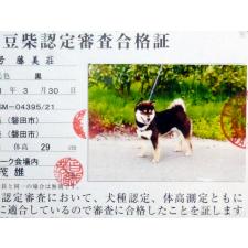 父親犬
