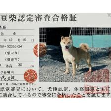 母親犬