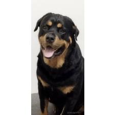 河野弥生ブリーダー