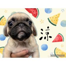 ♀︎ミックス犬