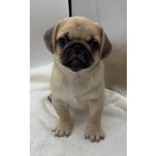 ♀︎ミックス犬