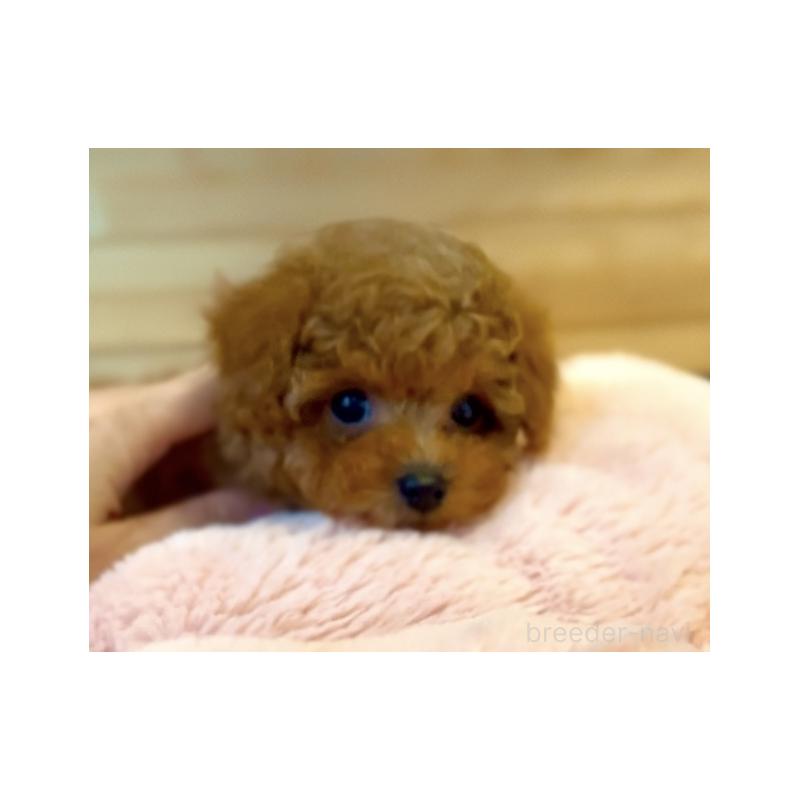 川原美穂ブリーダーの詳細の1枚目