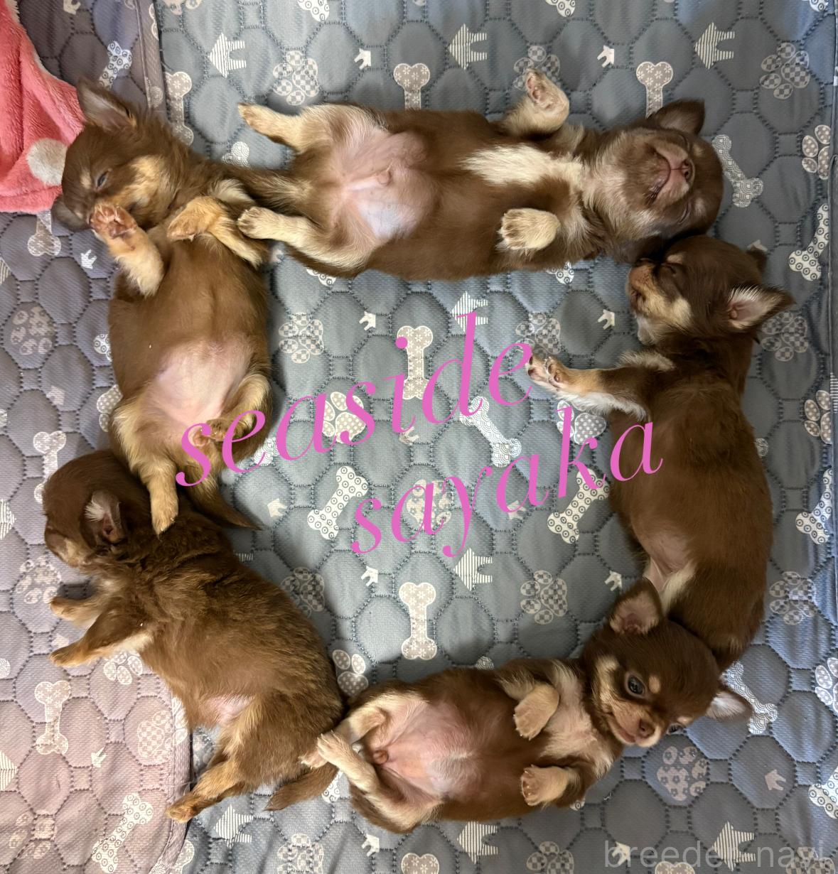 水野ブリーダー