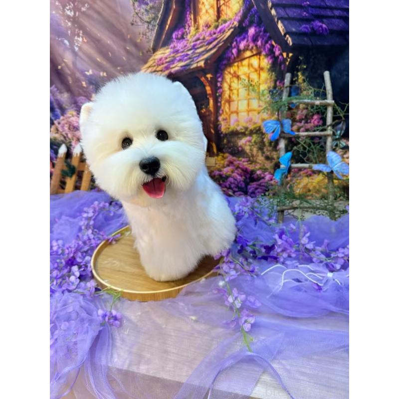 周顕軍ブリーダーの詳細の1枚目