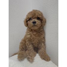 ♀︎タイニープードル