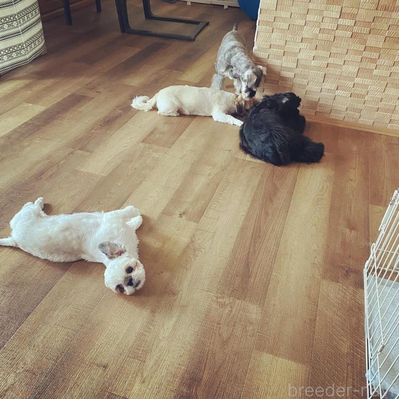 増岡絵理ブリーダーの詳細