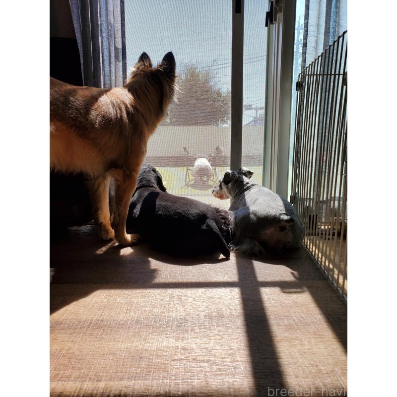 増岡絵理ブリーダーの詳細