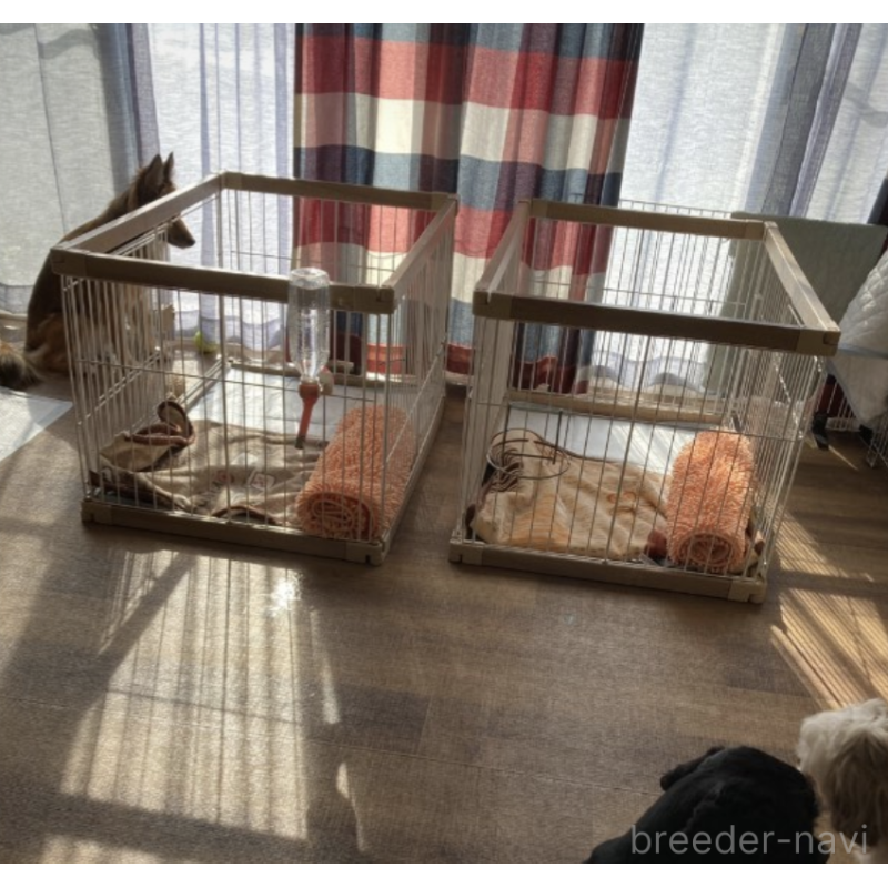 増岡絵理ブリーダーの詳細