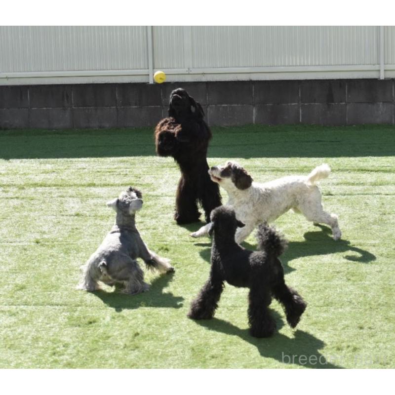 増岡絵理ブリーダーの詳細