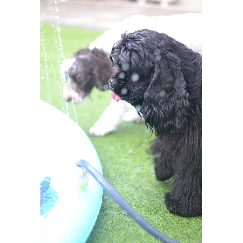 増岡絵理ブリーダーの詳細