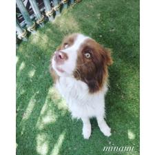 本田浩一ブリーダー