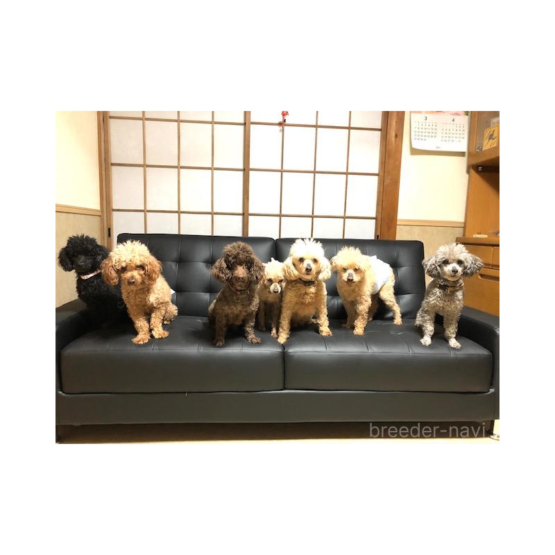 渡部美也子ブリーダーの詳細