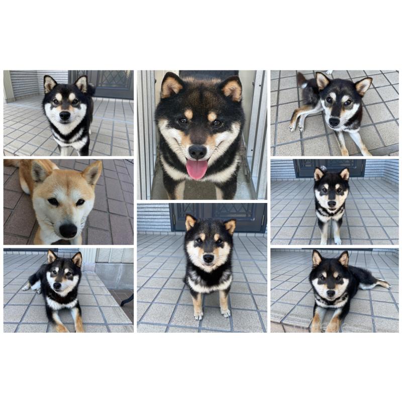 津守宏明ブリーダーの詳細