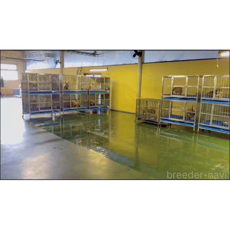 ヒョウイブリーダーの詳細