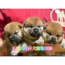 林千晴ブリーダー