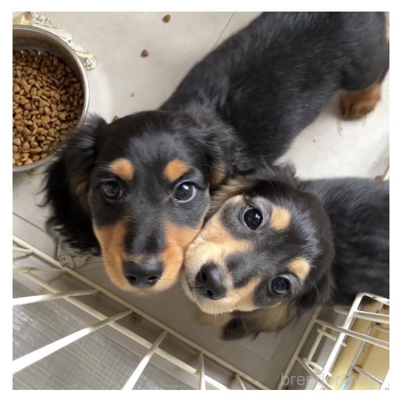 吉田美帆ブリーダーの詳細