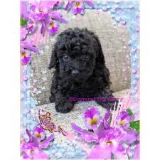 ♀︎ティーカッププードル