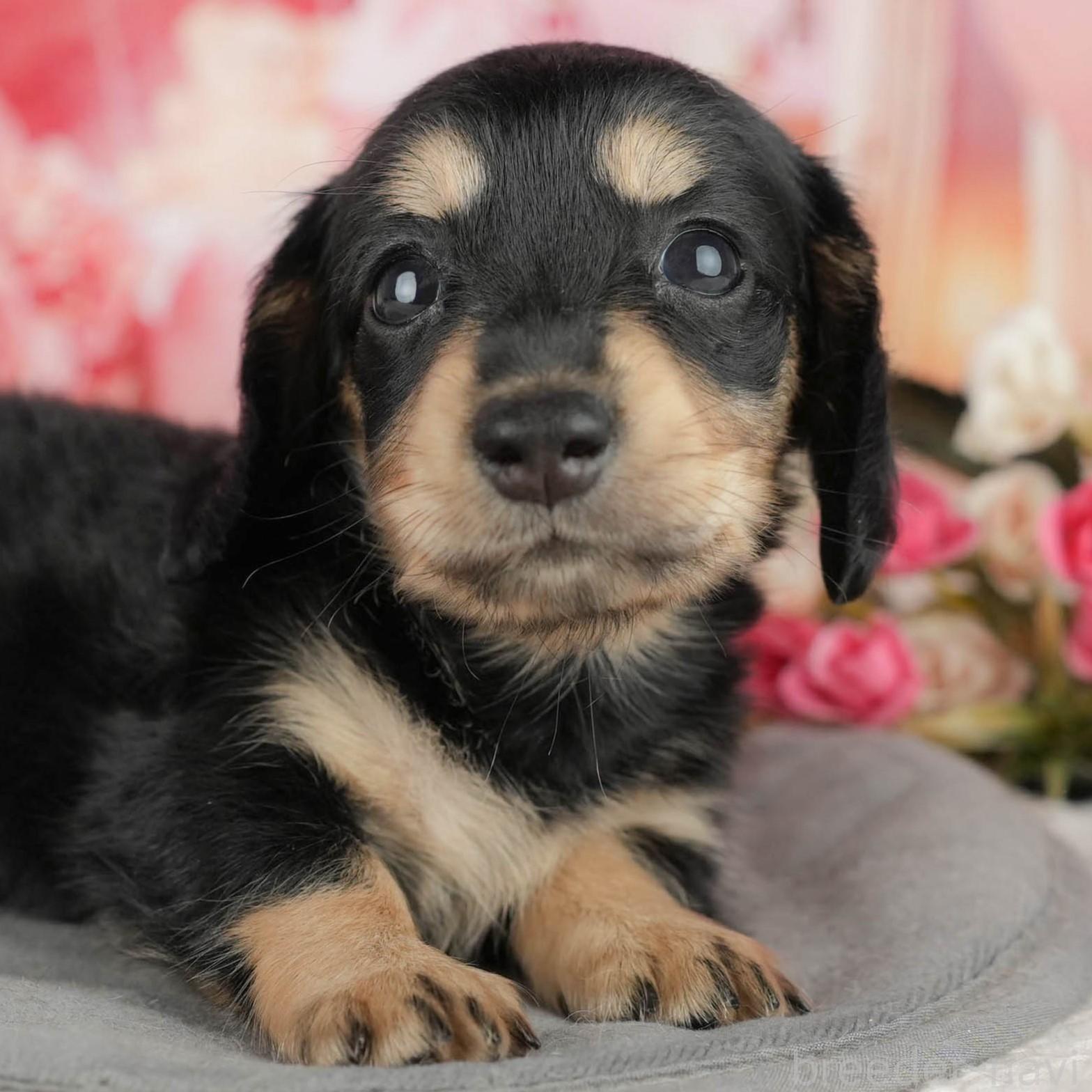 ♀カニンヘンダックスフンド(ロングヘアード)