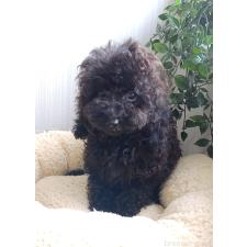 ♀︎トイプードル