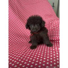 ♀︎ポメプー:ポメラニアン×トイプードル