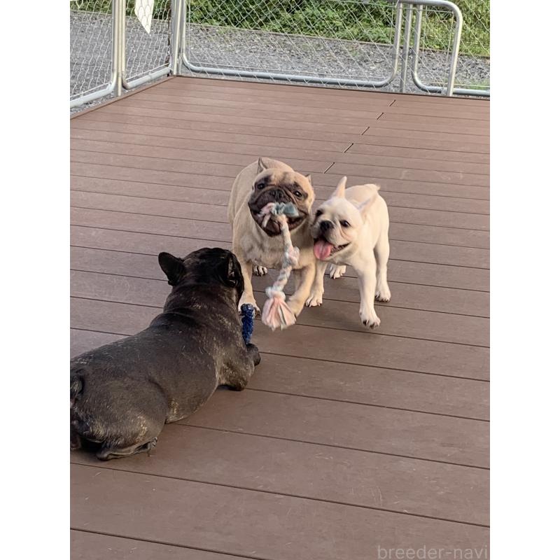 岩下良美ブリーダーの詳細