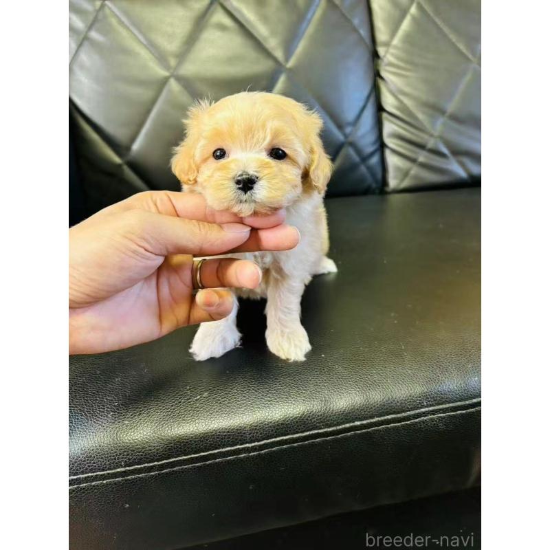 小林真央ブリーダーの詳細の1枚目