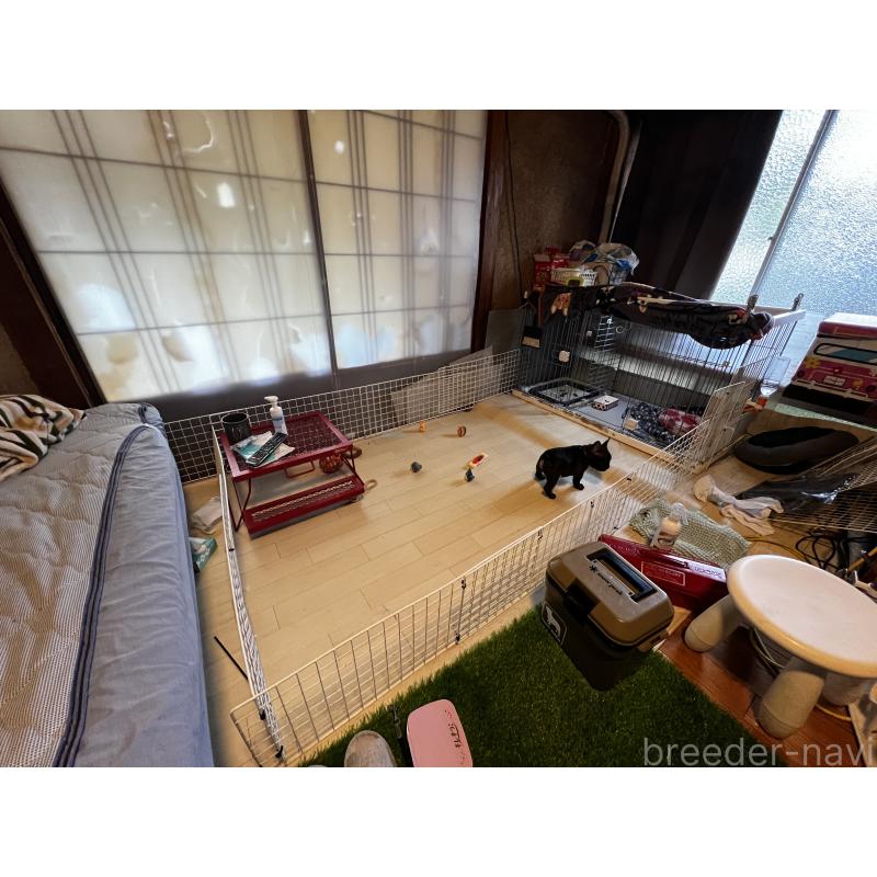 早川勝揚ブリーダーの詳細
