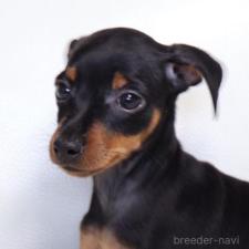 ♀︎ミニチュアピンシャー(ミニピン)