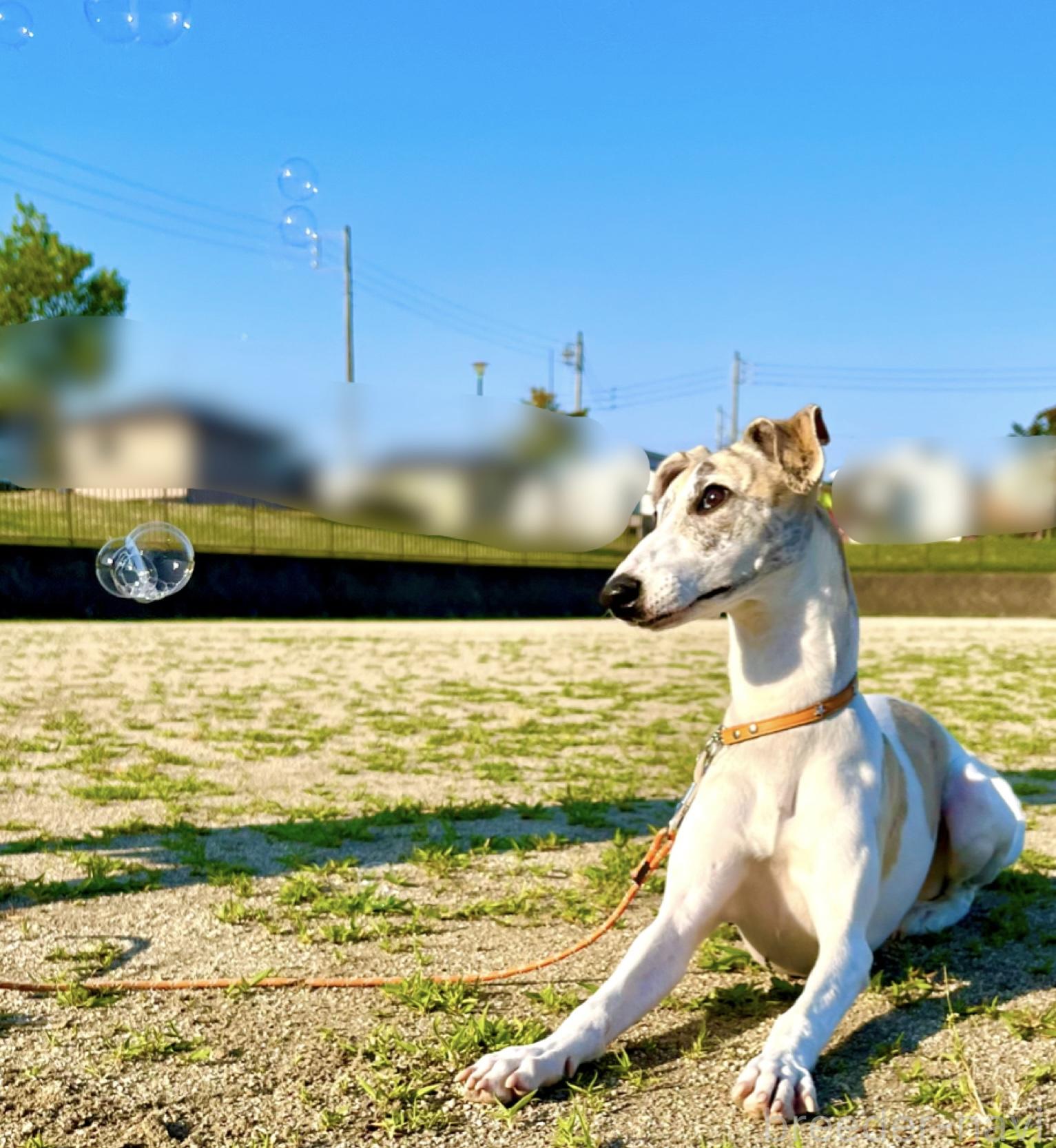 丹羽ブリーダー