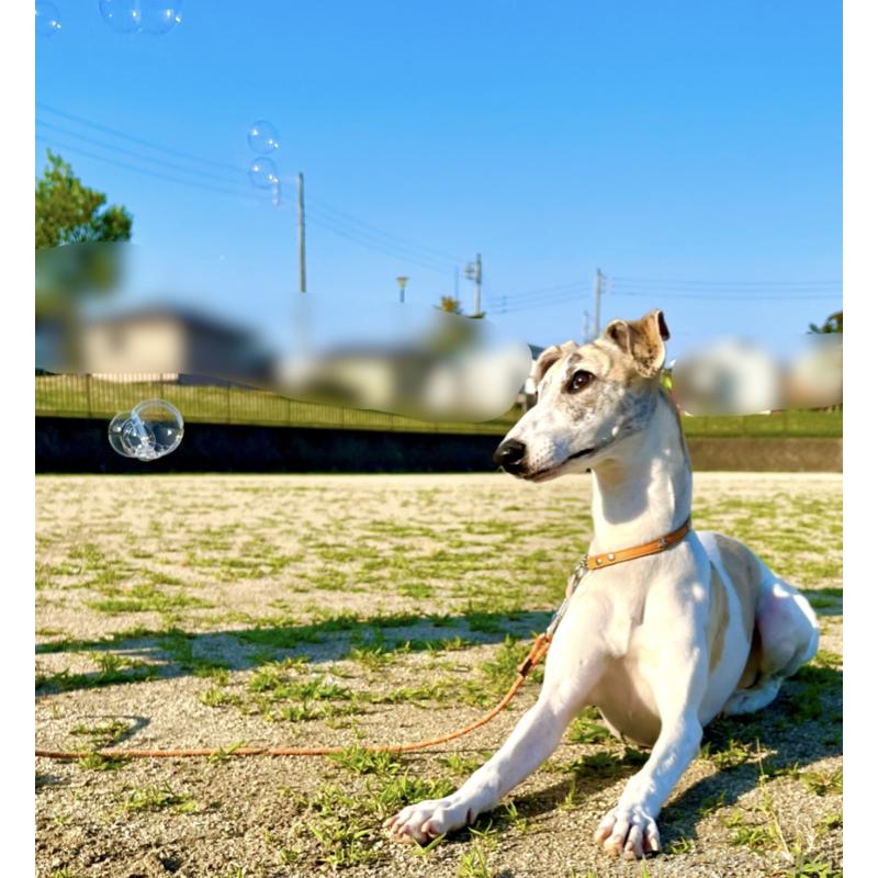 丹羽加奈絵ブリーダーの詳細の1枚目