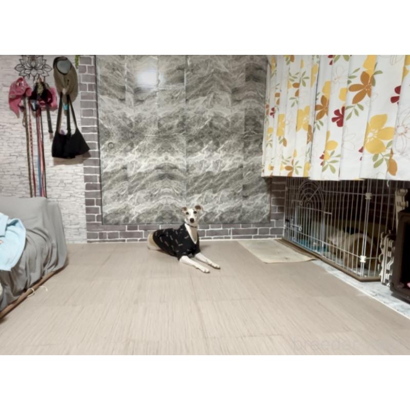 丹羽加奈絵ブリーダーの詳細