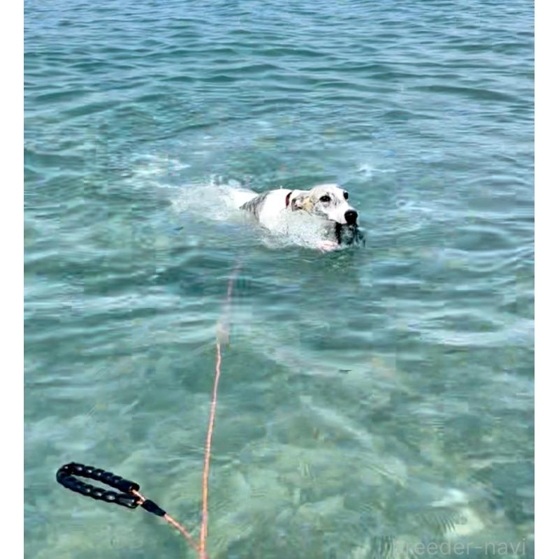 丹羽加奈絵ブリーダーの詳細