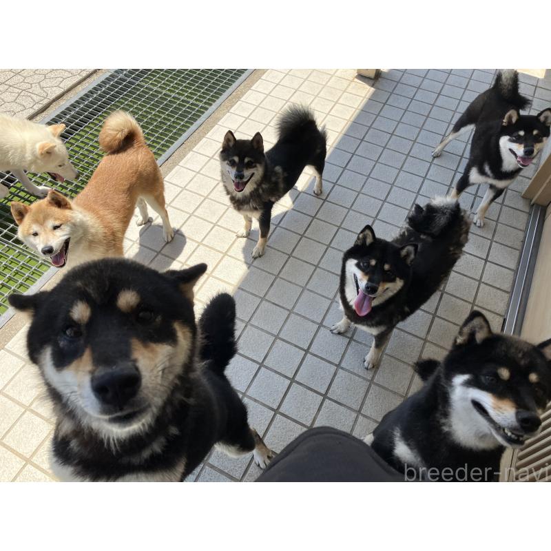 平井政芳ブリーダーの詳細