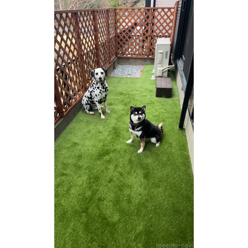 大井かおりブリーダーの詳細の1枚目