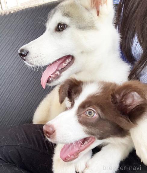 鷹羽ブリーダー