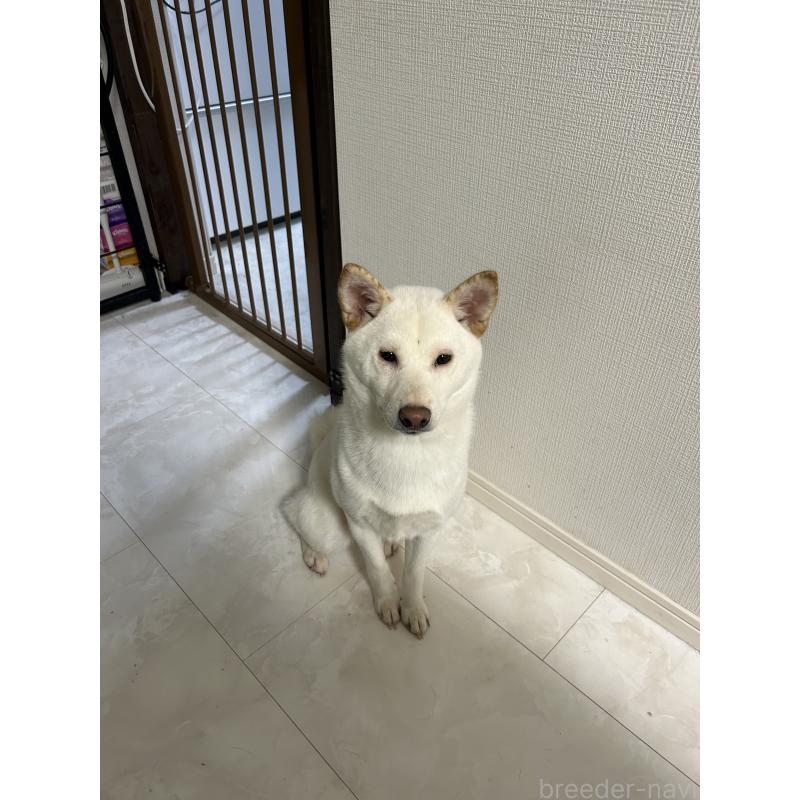 大井かおりブリーダーの詳細