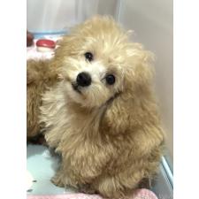 ♀︎トイプードル